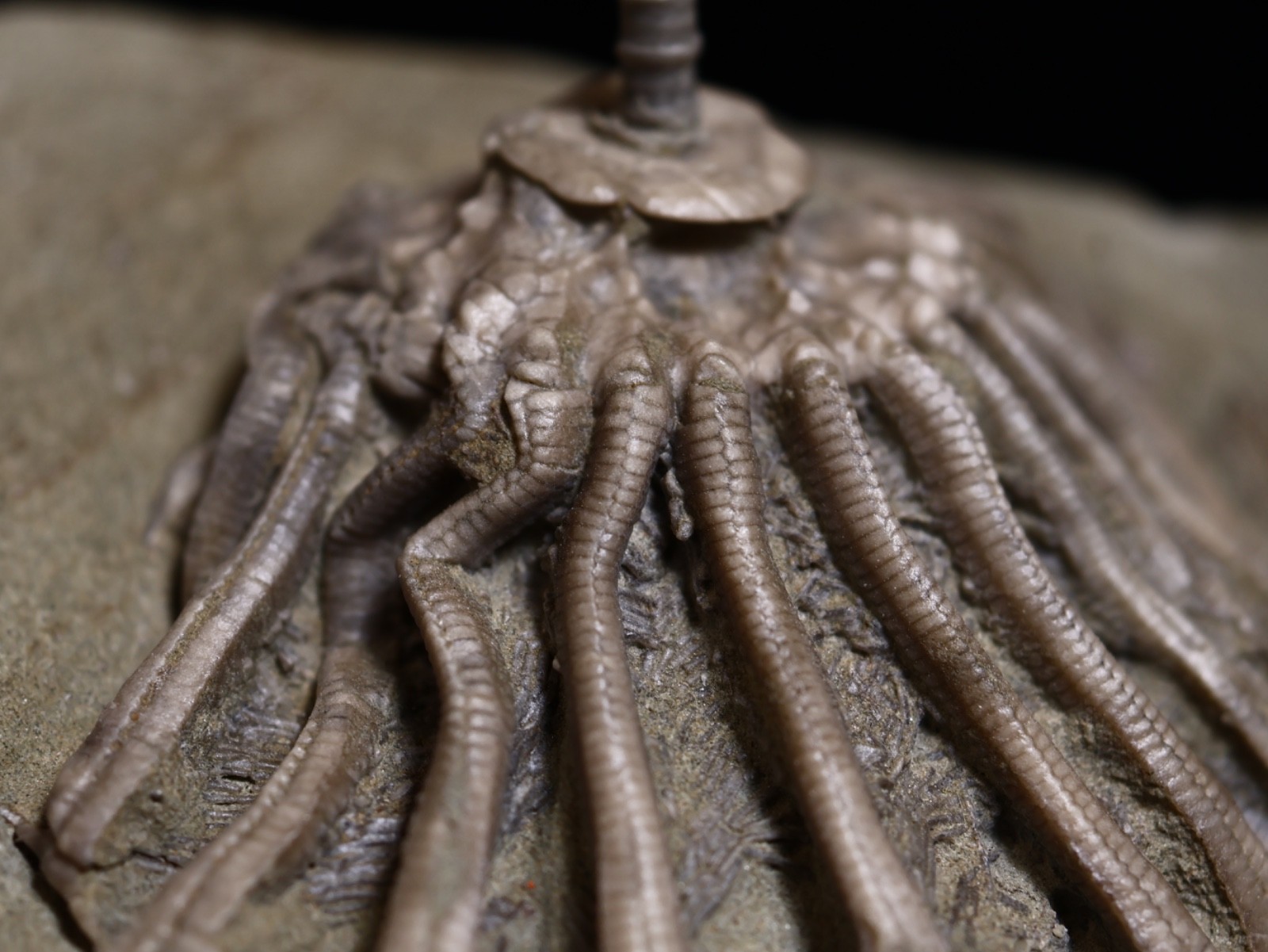 Revealing Fossil Crinoid, Crawfordsville, Indiana