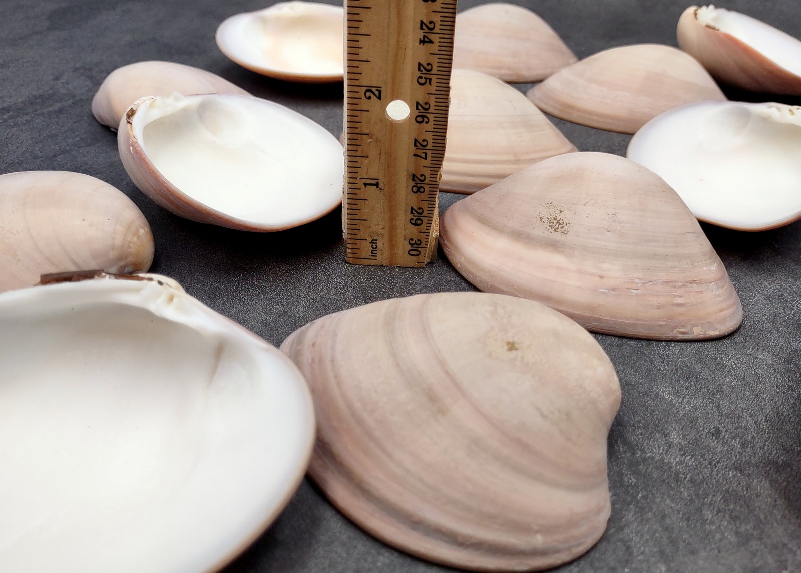Mocha Clam Seashells Megapitaria Squalida (3 shells approx. 3+ inches)