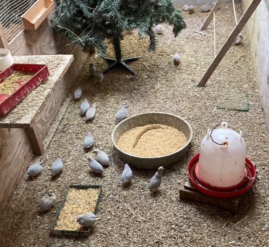 SPRING SPECIAL LOWER PRICE 40 BUTTON QUAIL EGGS ships 2 DAY FEDEX PLEASE READALL