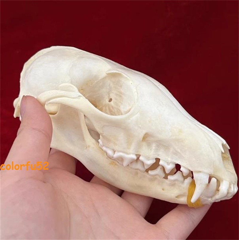 Real Fox Skull Taxidermy Bone Skeleton Halloween Fish Tank Decoration In Stock