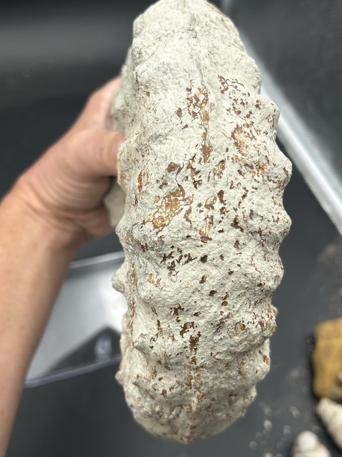 NICE 9.5” Dinosaur Age Mortoniceras Sp. Texas Fossil Ammonite! Both Sides Great!