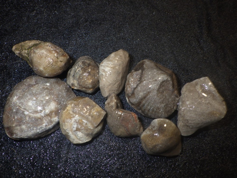 Brachiopods