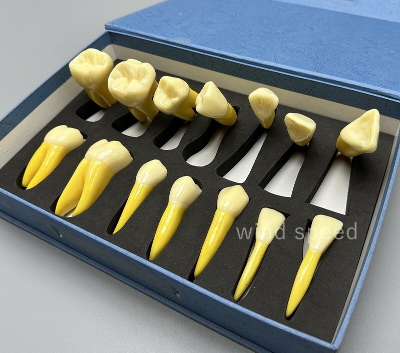 4 Times Extracted Permanent Teeth anatomy model Lab anatomical Study model T-D10
