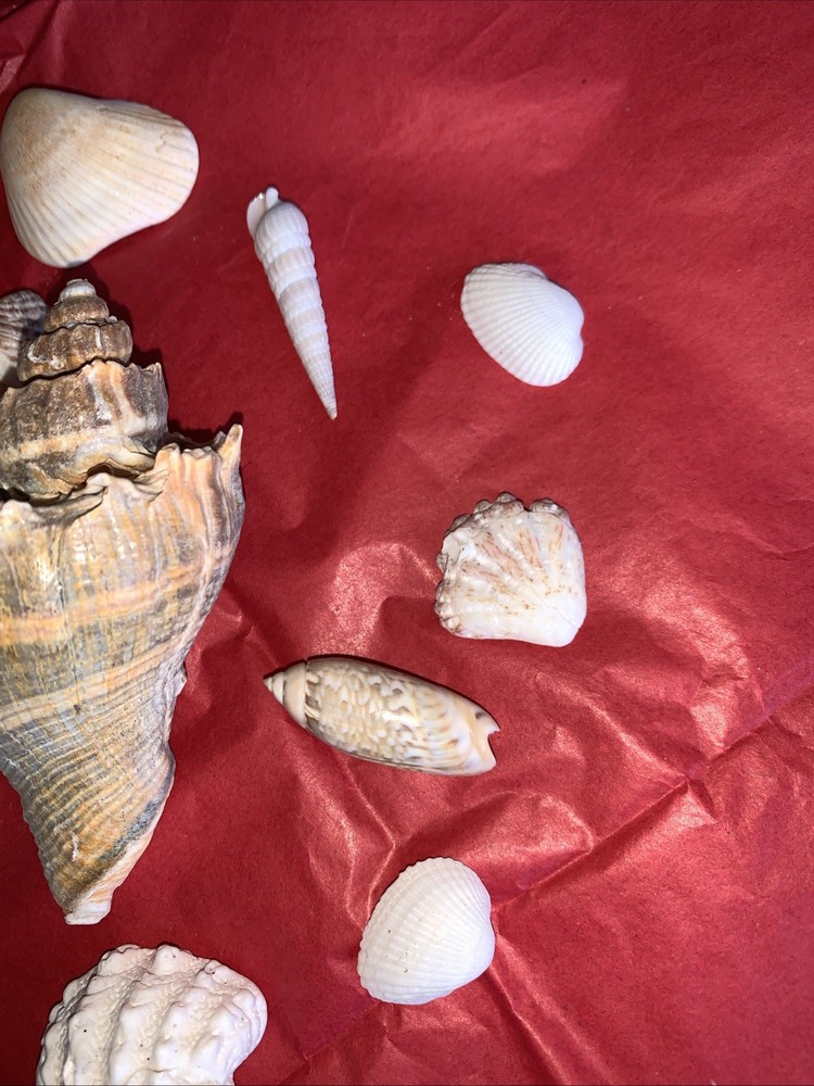 Seashell Lot Various Sizes and Shells Beautiful Selection Craft Beach 10 Shells