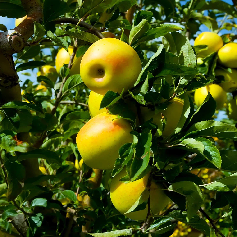 Yellow delicious Apple Grafted Fruit Tree Bare-root