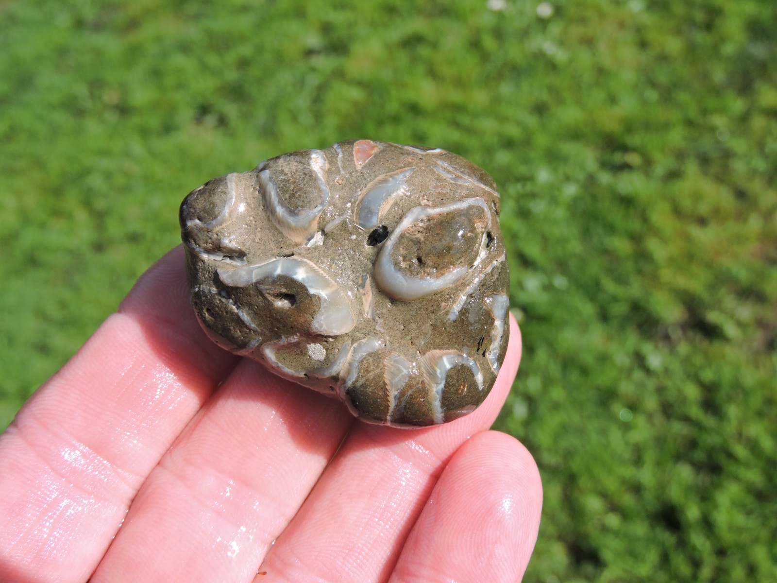 Box of MIXED Pacific Coast CLAM FOSSIL SHELL STONES Anadara, Steinkern ( 4 lb )