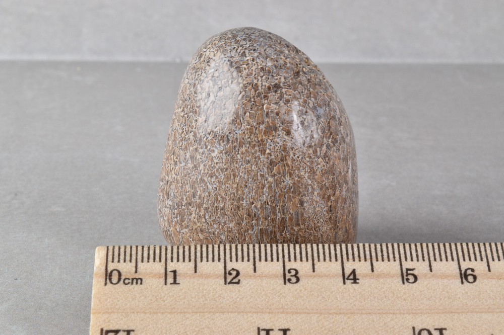 Fossilized Dinosaur Bone Polished from Morocco 4.6 cm # 19754