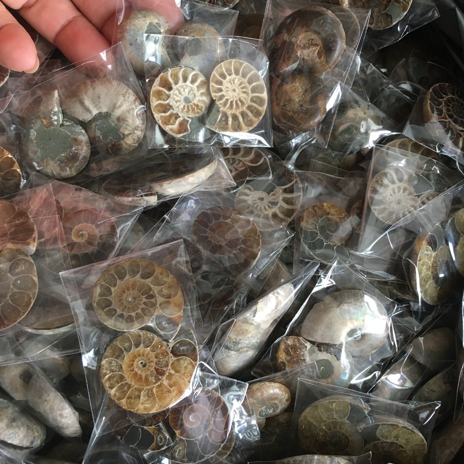 100 pair of Split Ammonite Specimen Shell Healing Madagascar 01