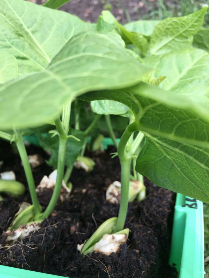 Ladbrooke Genuine Soil Block Maker - Mini 4 Hand Held. Authorized Reseller