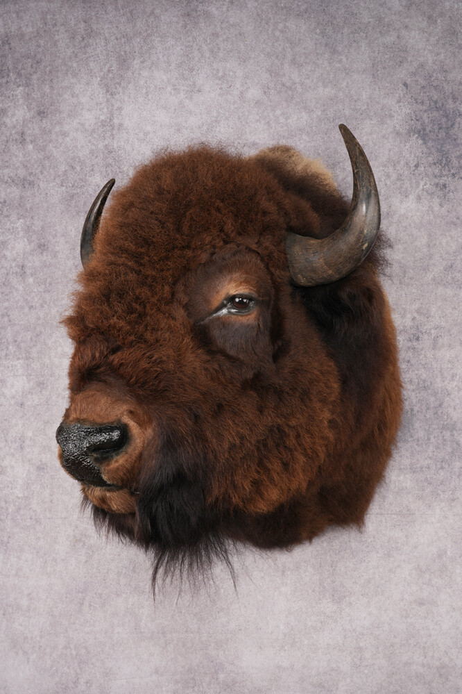 Bison Shoulder Mount SKU 2897