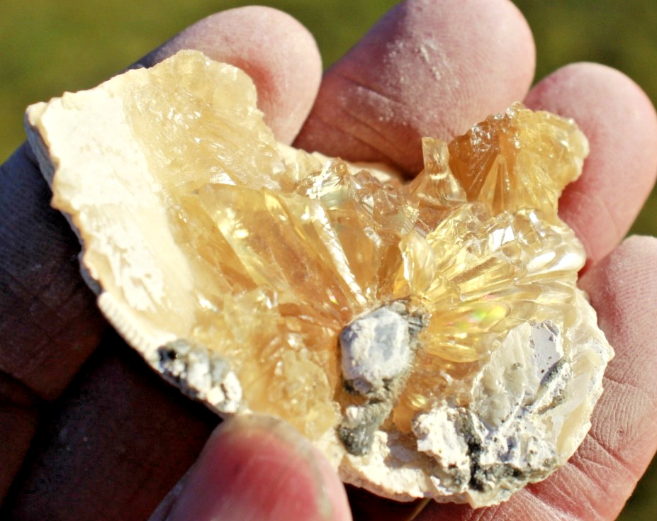Fluorescent Fossil Crystal Clam from Ruck's Pit, Florida • Mercanaria permanga