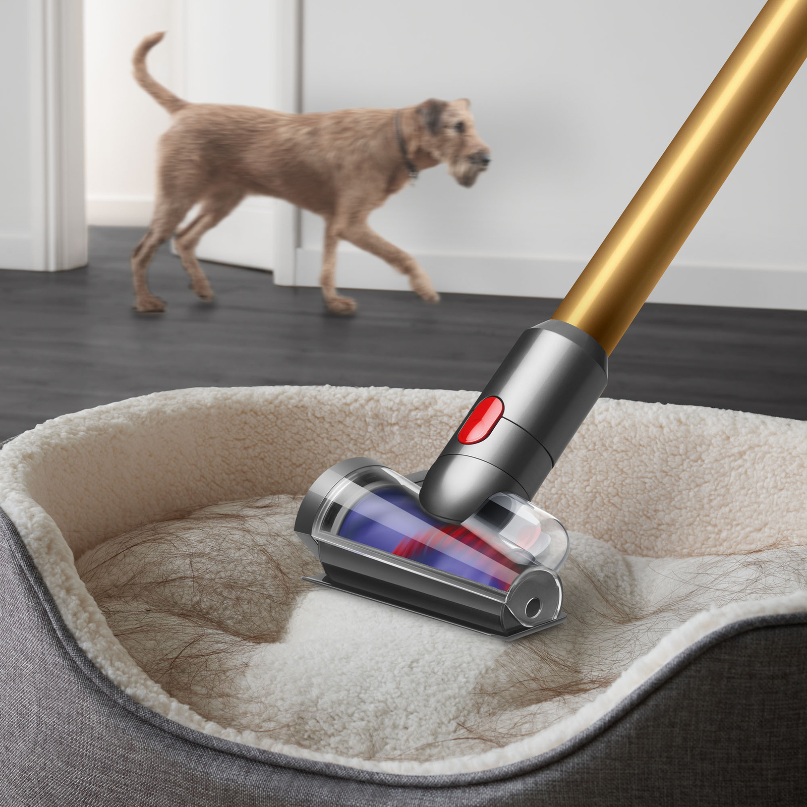 Dyson V15 Detect Absolute | Gold | Refurbished
