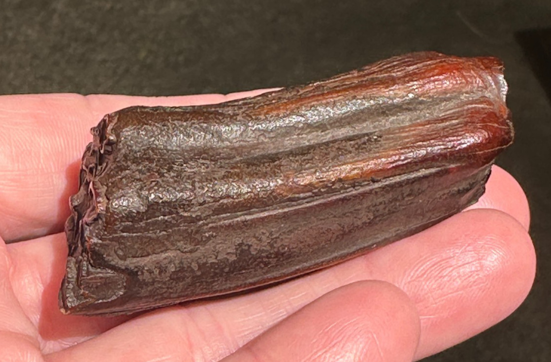 FOSSIL HORSE TOOTH EQUUS FLORIDA SUWANNEE RIVER ICE AGE fossilized specimen gift