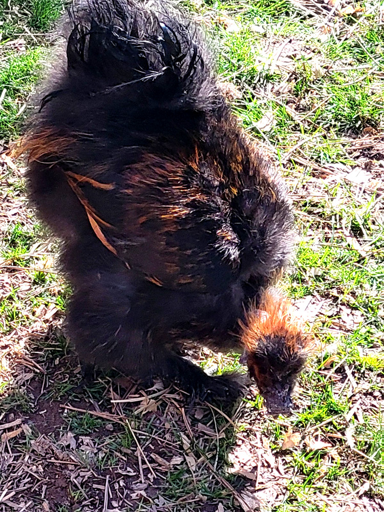 10+ BEAUTIFUL Silkie Hatching Eggs .