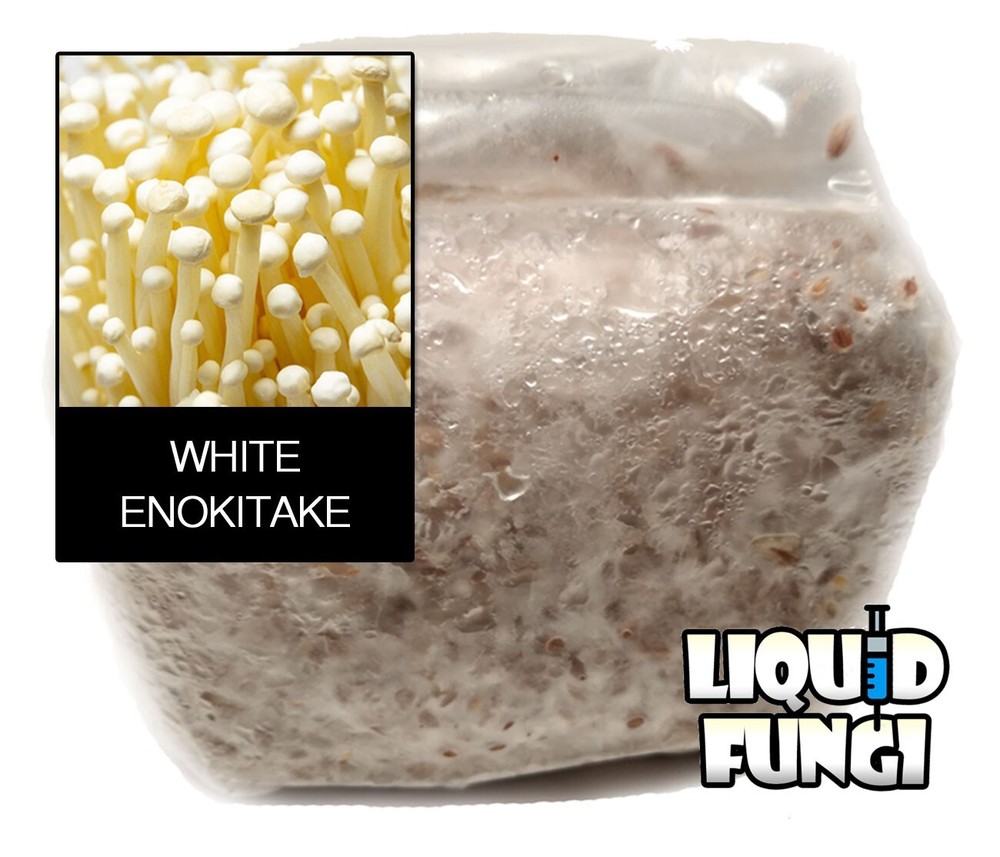 Enokitake Mushroom Grain Spawn (1 pound)