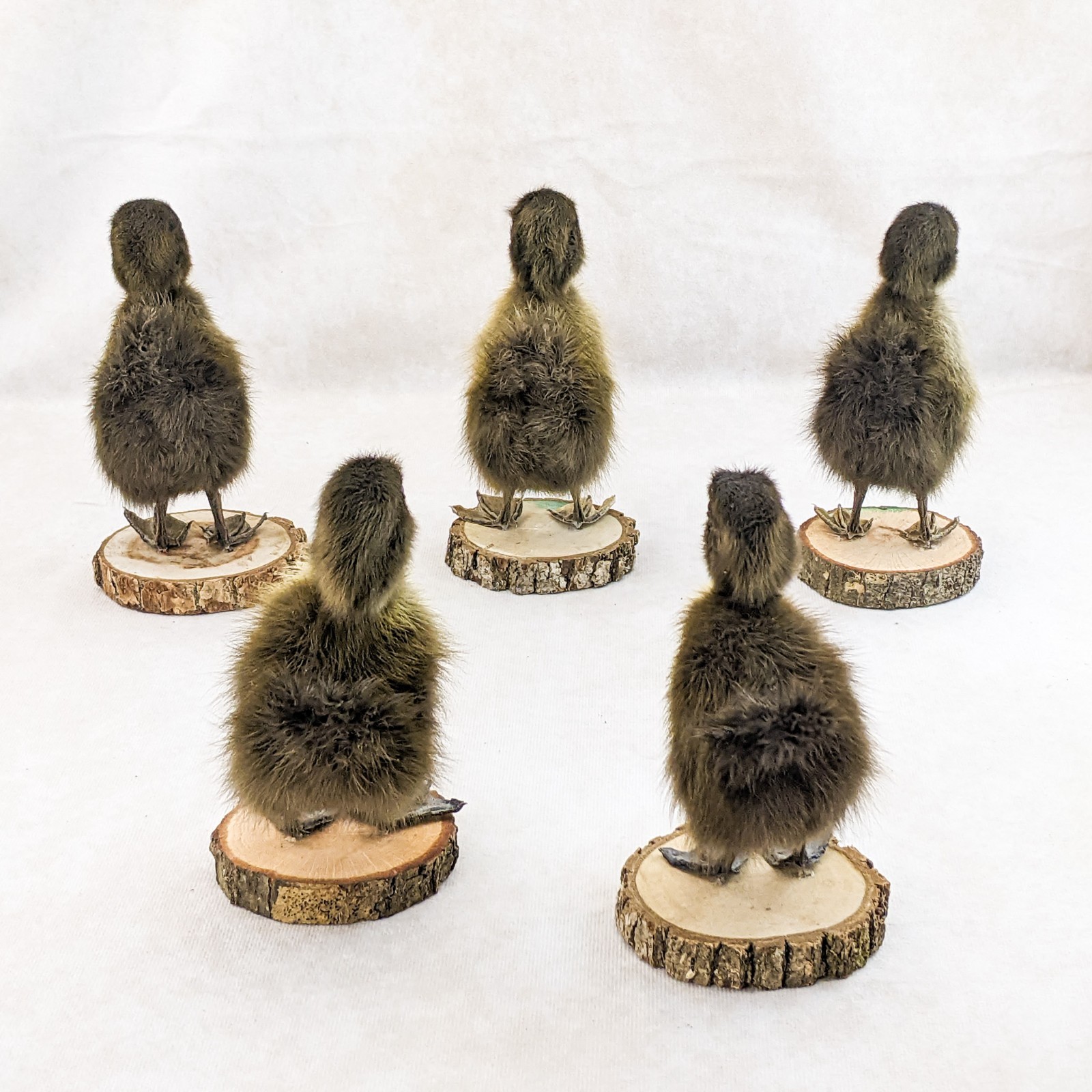 Domestic Duck (NATURAL DEATH) on wood standing Baby Duck taxidermy oddities