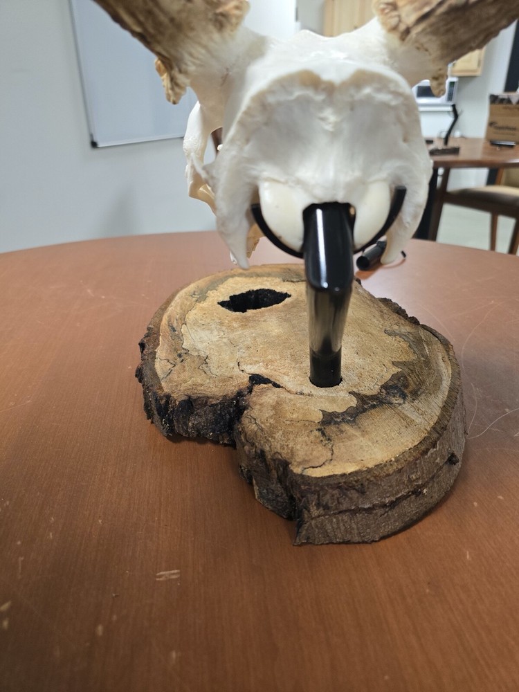 Table mount and wall mount for deer skull