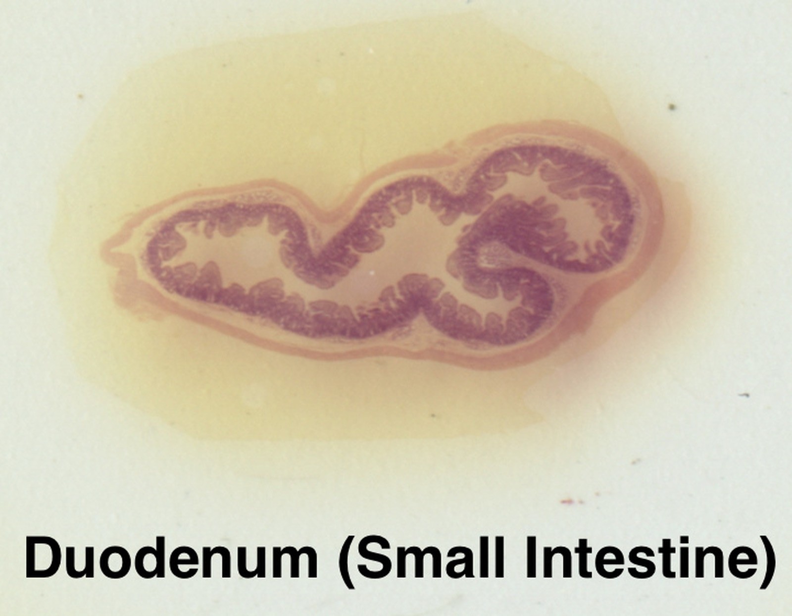 MONKEY PRIMATE HISTOLOGY Microscope Slide Set ORGAN SYSTEMS Rhesus Macaque