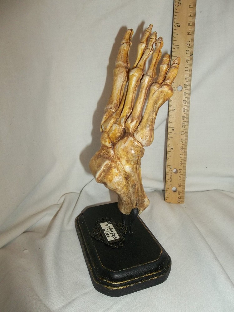 6/Six Digits Toes Polydactyly Skeleton Foot Sideshow Gaff Oddity Curiosity OOAK