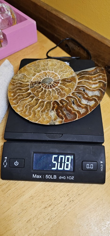 Ammonite Natural Pair