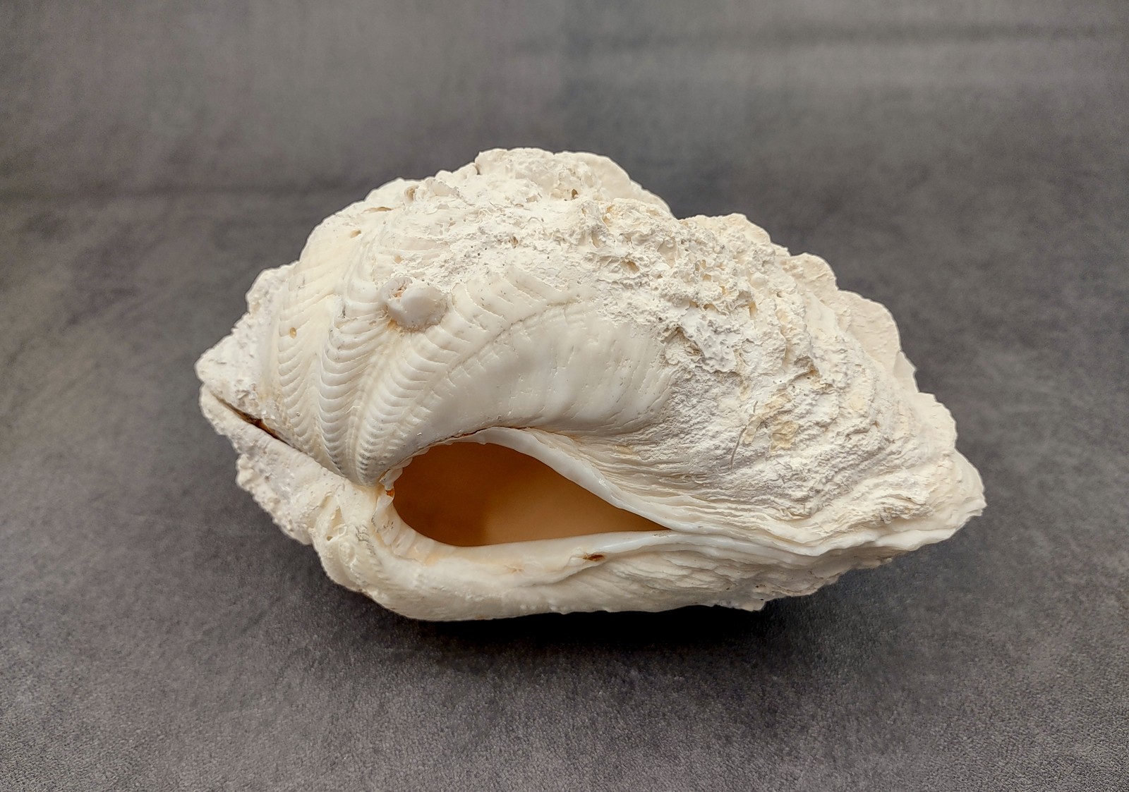 Derasa Clam Seashell White Tridacna Derasa (1 shell approx. 5+ inches)