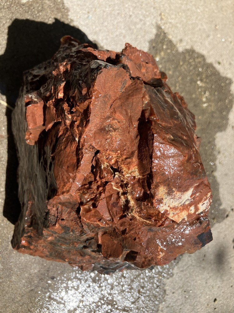 Arizona Petrified Log