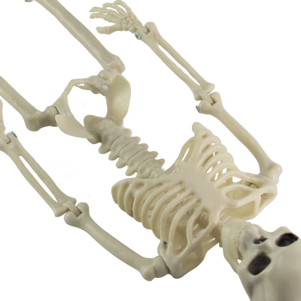 Halloween Human Skeleton Oversized Poseable Size Life Decoration Party Prop 41cm