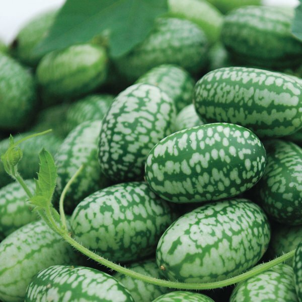 Mexican Sour Gherkin Cucumber Seeds - Cucamelon - Mouse Melon | Non-GMO | 1060