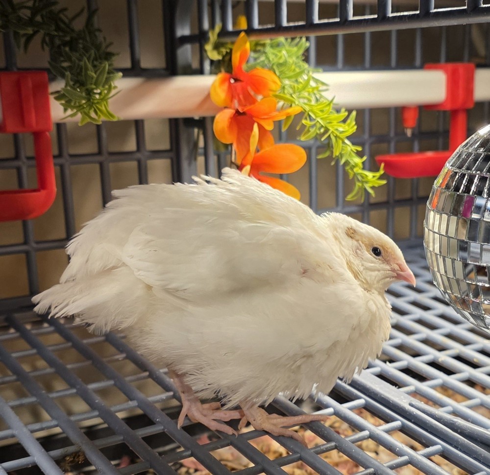 24+ Celadon Coturnix Quail Fertal Hatching Eggs