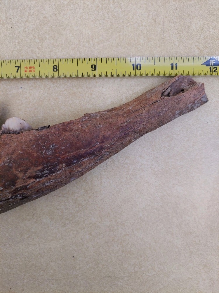 Bison Partial Jaw Bone Fossil with 3 Teeth 12"