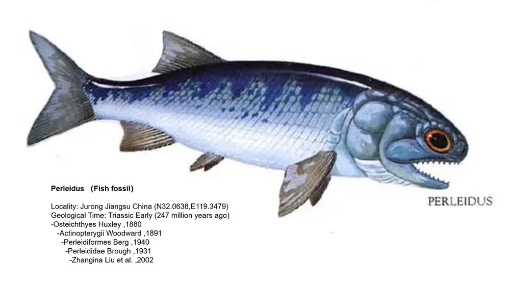 fossil fish ，perleidus, Jurong China