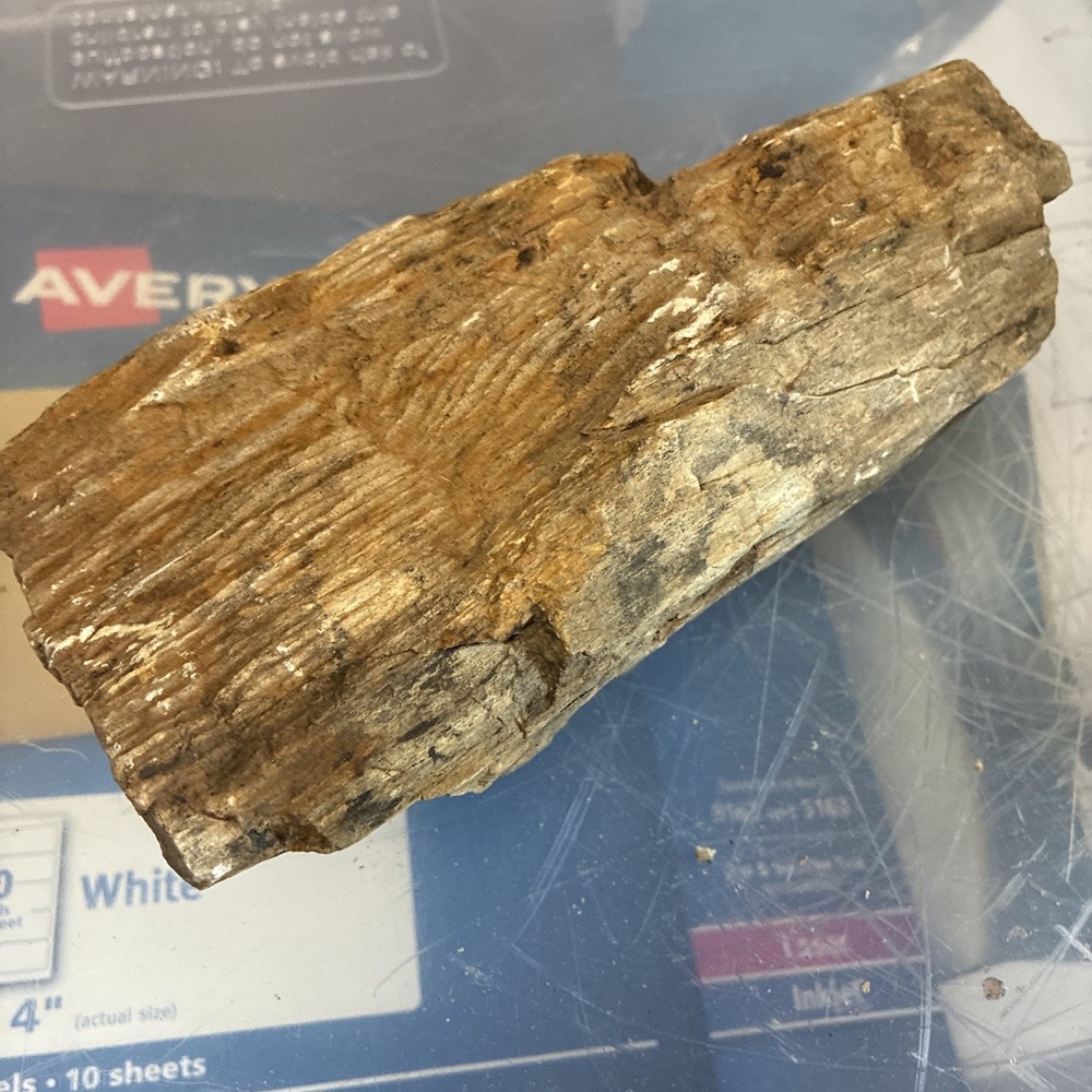 petrified wood rough