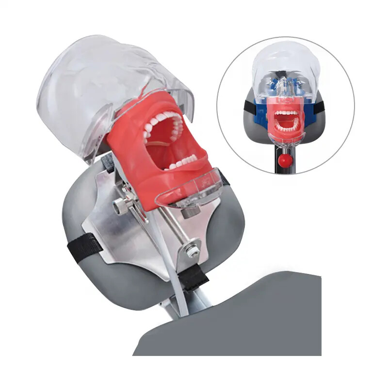 Dental Simulator Manikin Phantom Head with Replaceable Typodont Tooth Model USA