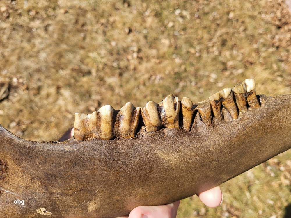 Historic Bison lower jaw bone buffalo