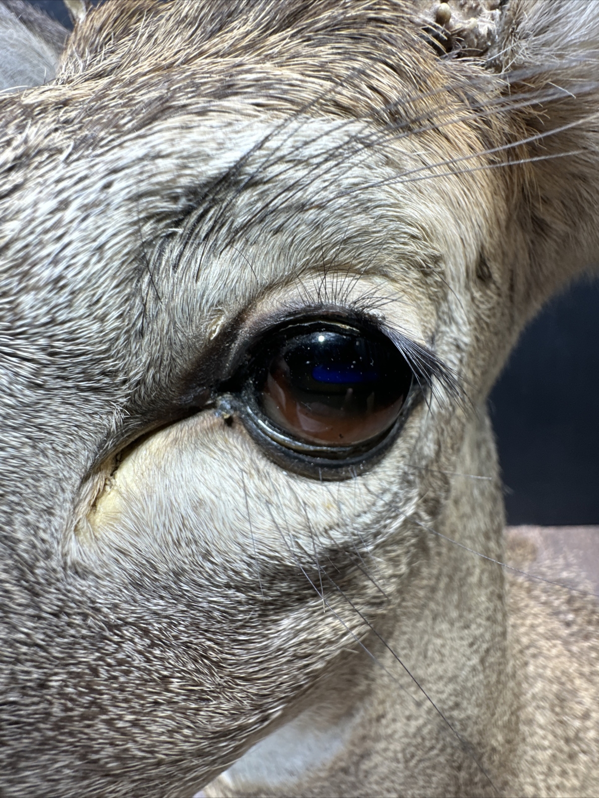 Nice 6 Point Whitetail Deer Buck Shoulder Mount Taxidermy