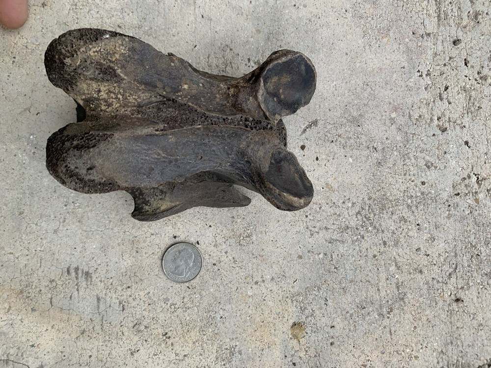 fossilized bison Bone