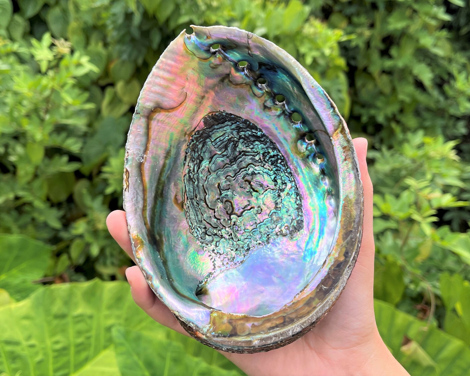 JUMBO Abalone Shell 6 - 7" (Smudging Burning Sage Sticks Display Sea Shell)