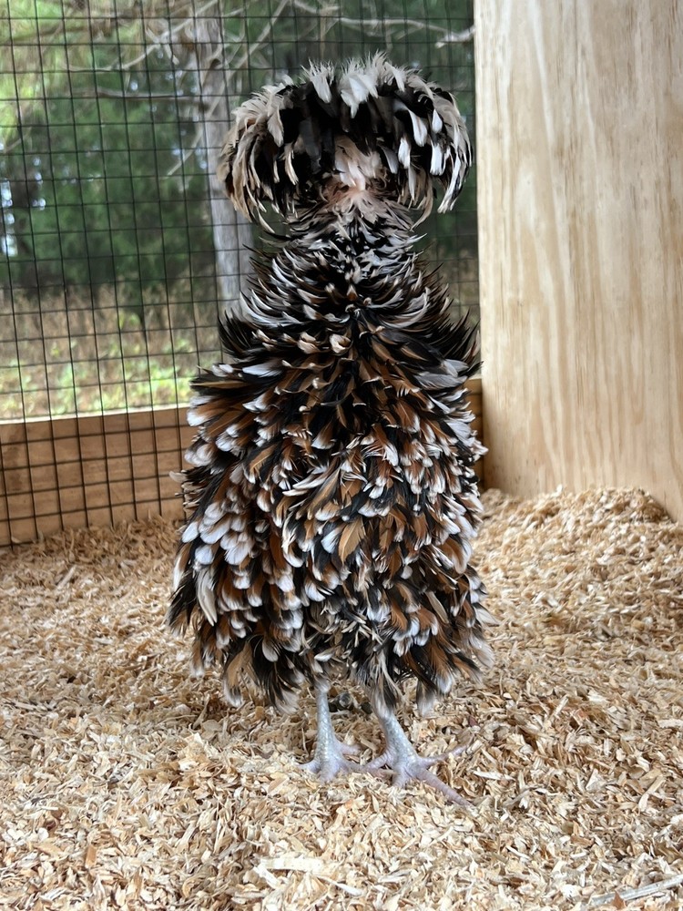 Assorted Large Fowl Hatching Eggs—Exhibition Line