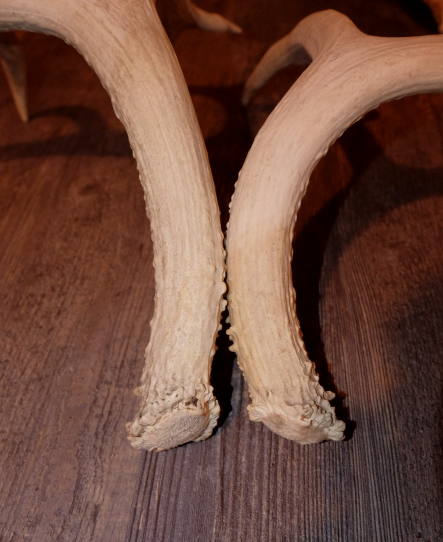 Nice Set Mule Deer Antlers Sheds Taxidermy Mount Cabin Decor Buck Horns