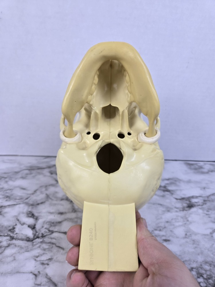 Synbone (8240) Beige Plastic Educational Skull Orthopedic Display