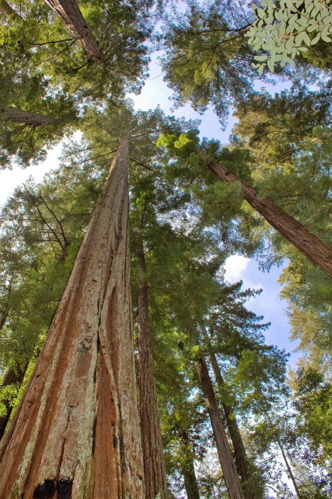 1 Giant Sequoia 6-12" Bare Root Starter Plant