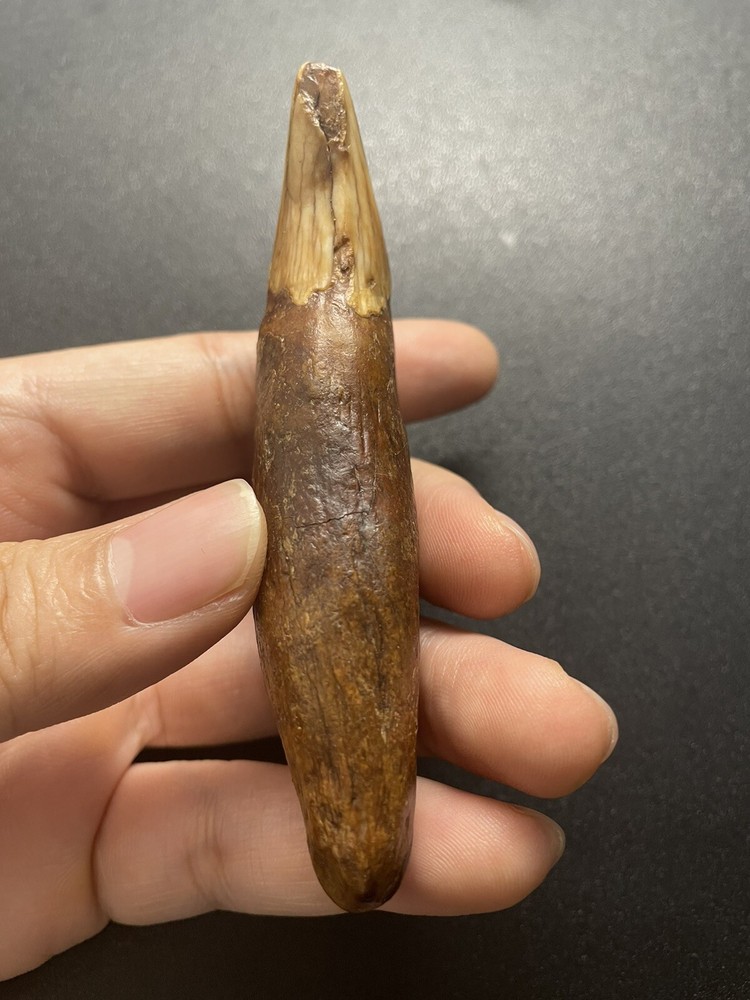 Cave bear tooth fossil