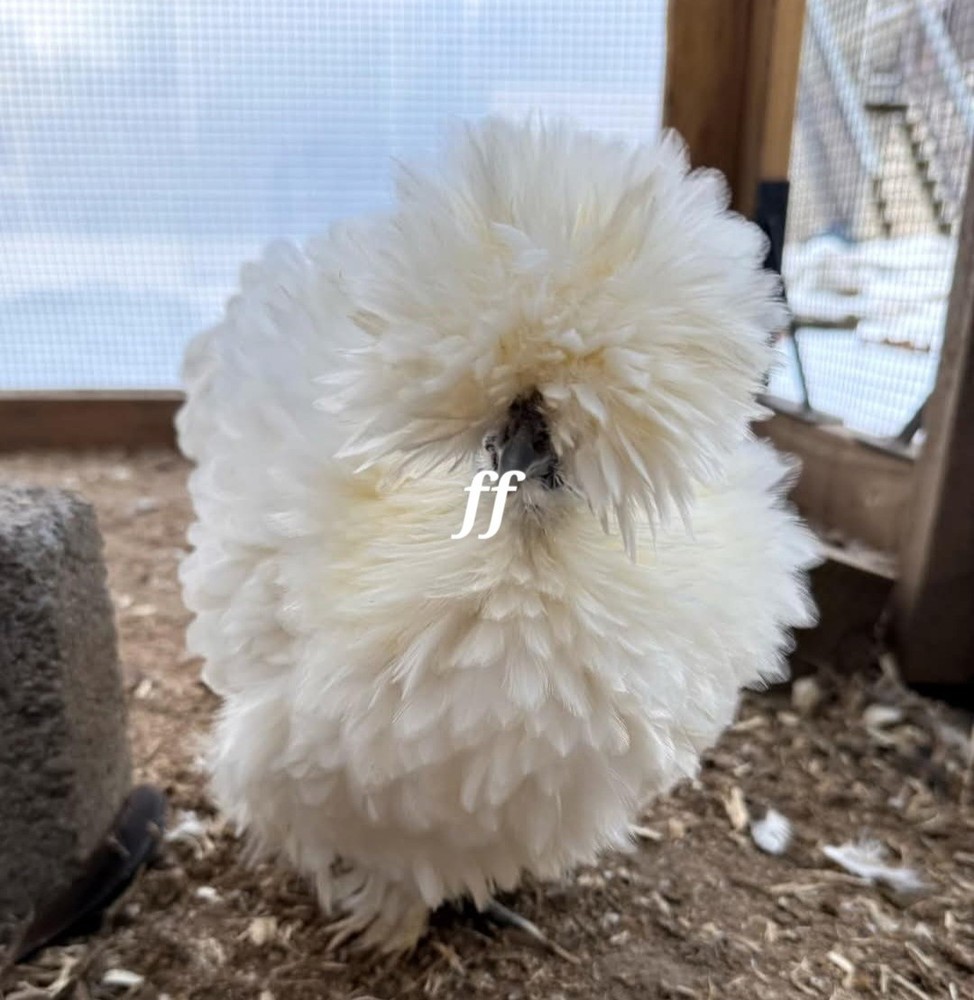 12 silkies Hatching Eggs hens choices