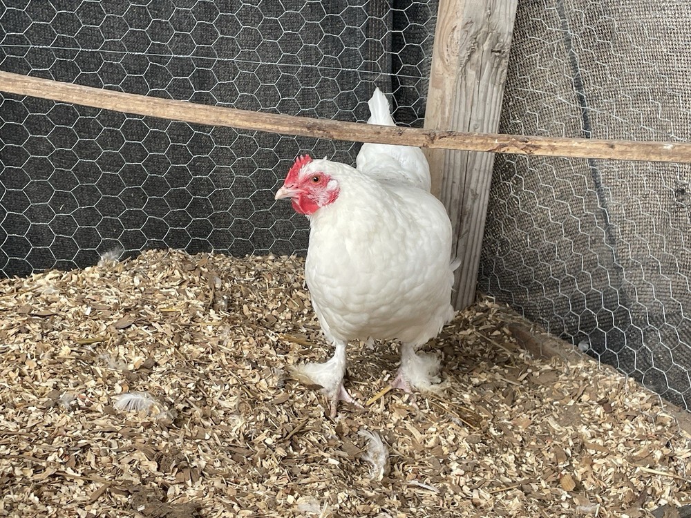 White Maran Hatching Eggs 12 + Eggs