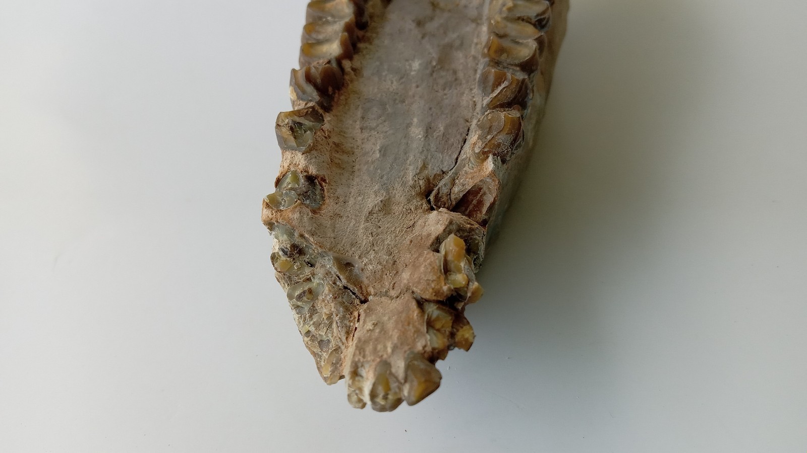 Camel Jaw Teeth Fossil From Badlands South Dakota