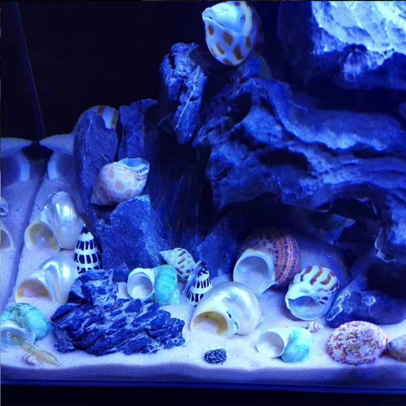 Hermit Crab Shells 12 Pack Assorted Turbo Shells Handpicked Crab House