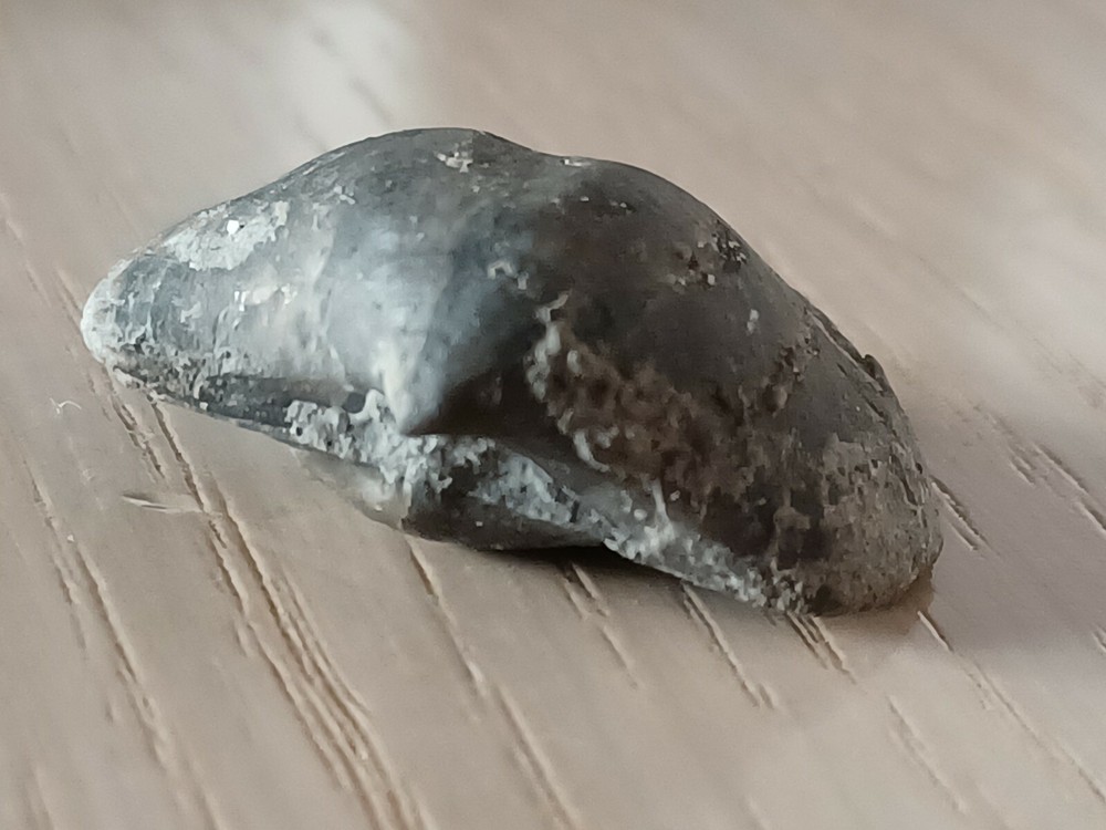 Extremely rare Devonian brachiopod, Eoreticularia Aviceps, Poland, Rocks
