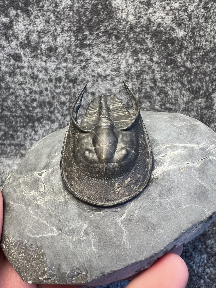 Harpes aff. perradiatus Trilobite Fossil – Collector Specimen