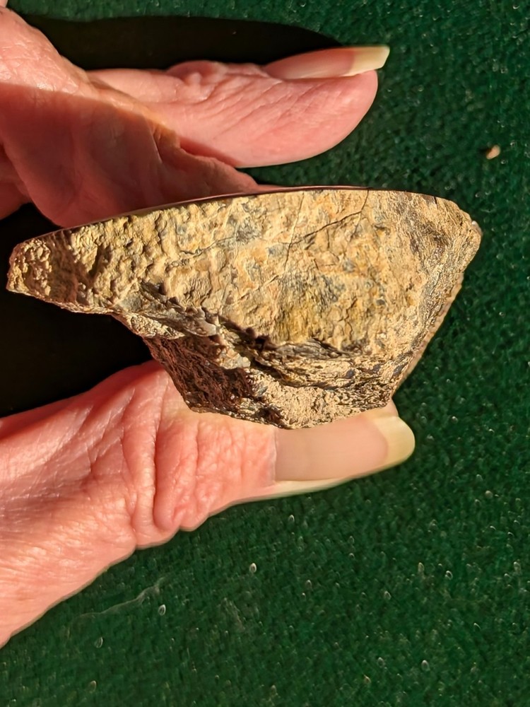 UV * Super Nice Dinosaur Bone * Rough *