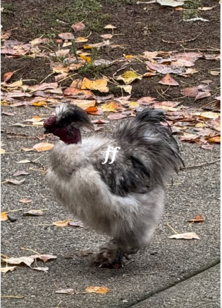 12 silkies Hatching Eggs hens choices